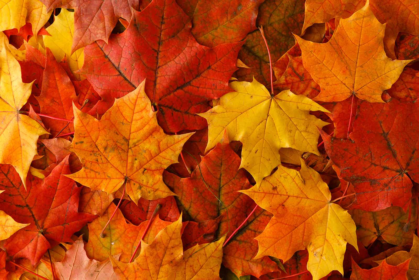Fall Leaves Sale